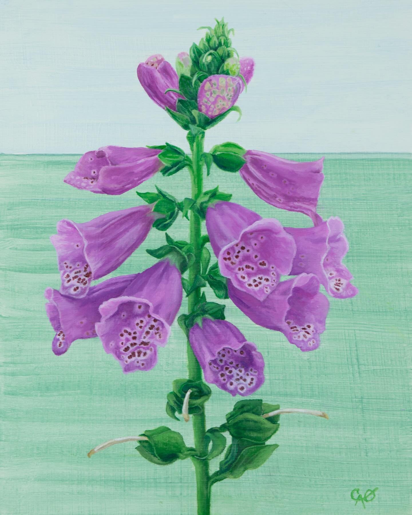 &ldquo;Candy Mountain Foxglove&rdquo;, oil on gesso paper, 10x8in. 🎨
These unique bell-shaped flowers have &ldquo;throats&rdquo; speckled with dark spots and attract hummingbirds. Foxgloves are also an important source of pollen for bees.
These uniq