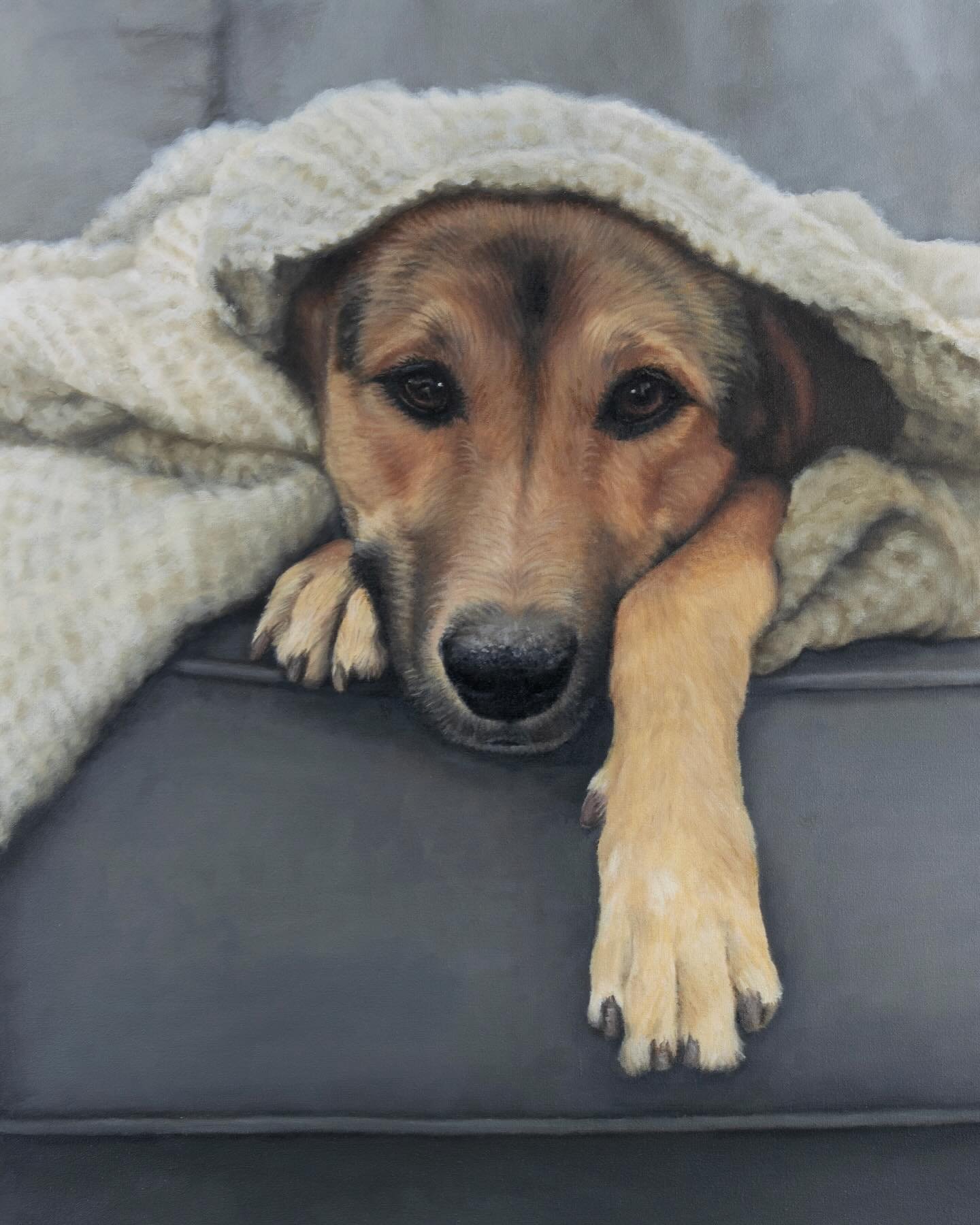 Hot off the Easel!🎨
New pet portrait: &ldquo;Me and My Blanket&rdquo;, oil on canvas, 18 x 24in. 

This depiction of a beloved German Shepard evokes calm and serenity, where a cuddly blanket can be a dog&rsquo;s other best friend and provide happine