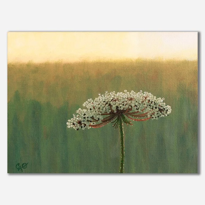 Soon to rise, the rays have brightened the sky and the top buds of a single Wild Carrot flower.