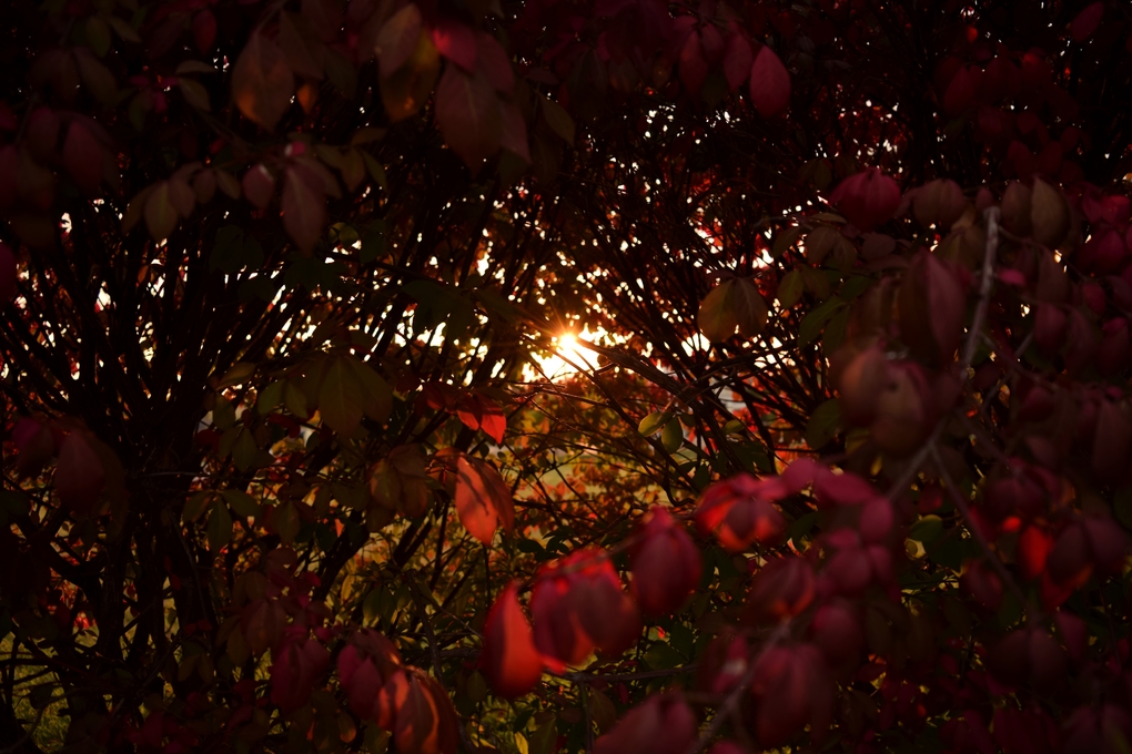  landscape photography akron ohio red leaves golden hour 