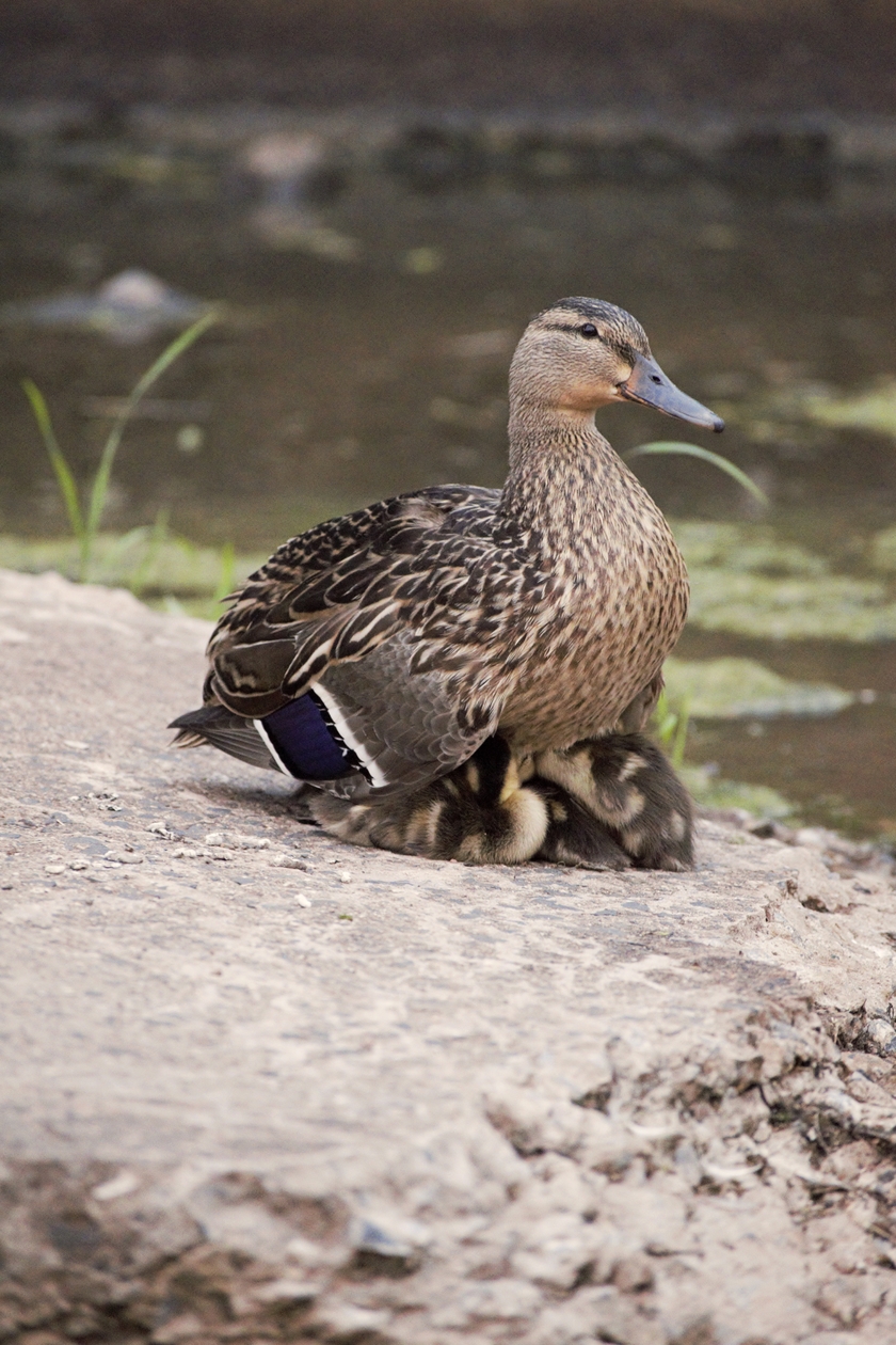 Mother duck with ducklings NatGeo 