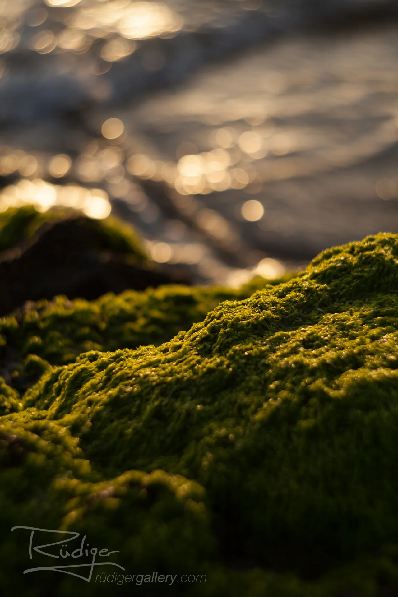 Low Tide