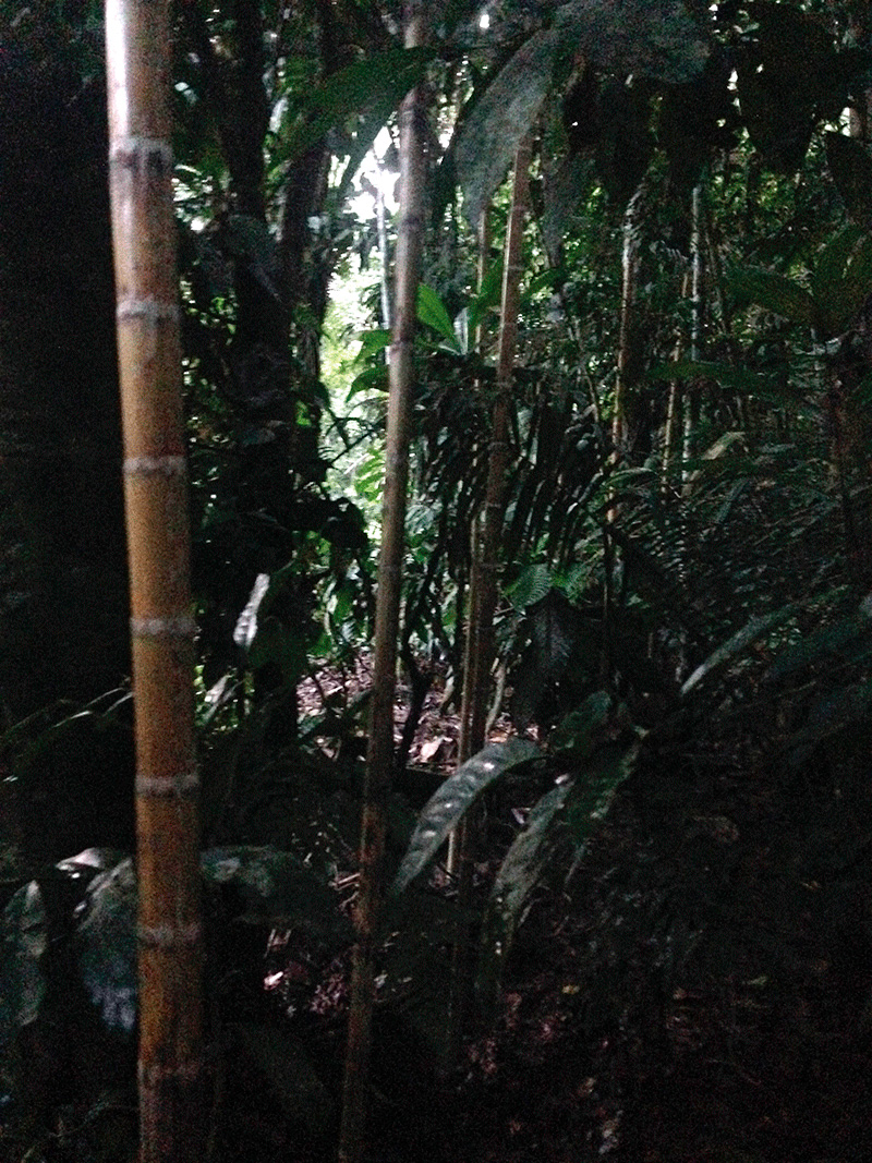 Se colocaron estacas de bambú para sostener el rollo de papel fotosensible s que fue expuesto en la oscuridad de la noche.