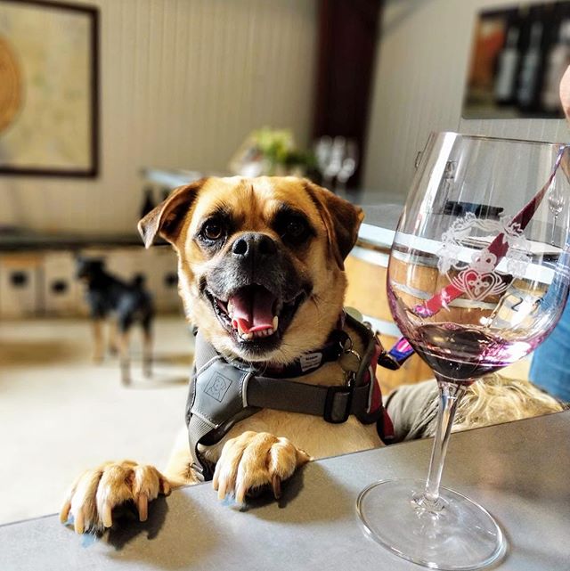 &ldquo;I&rsquo;m getting hints of...bacon...peanut butter...and couch snuggles&rdquo; 🐶🍷❤️😃#wine4paws #georgekeegan