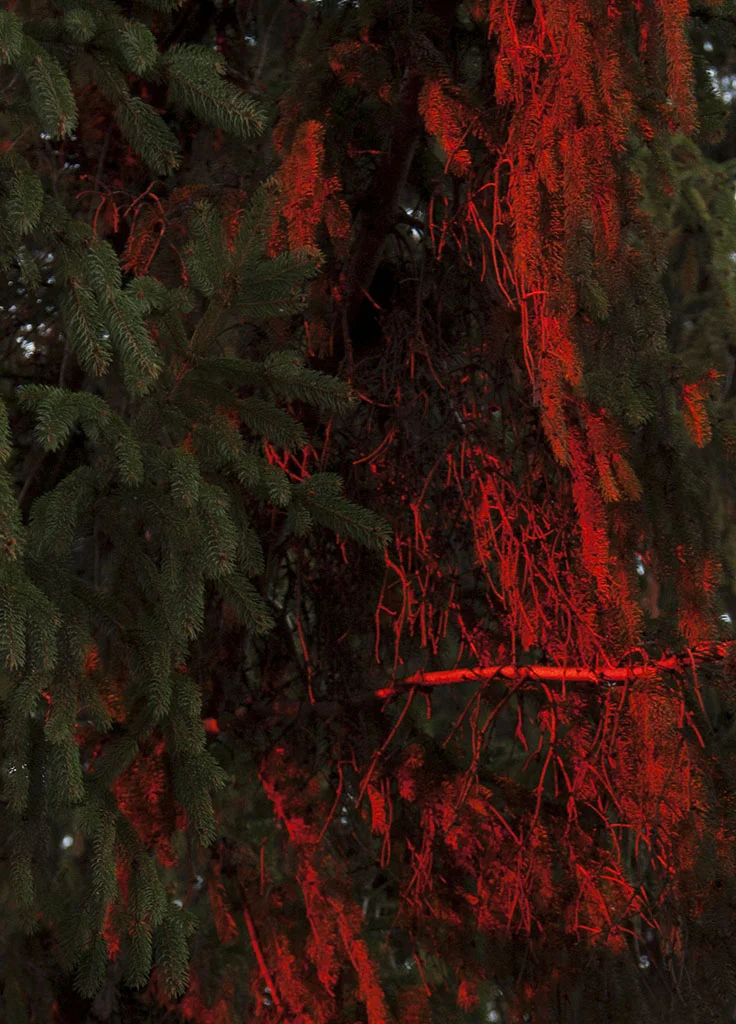 bloodred_web.jpg