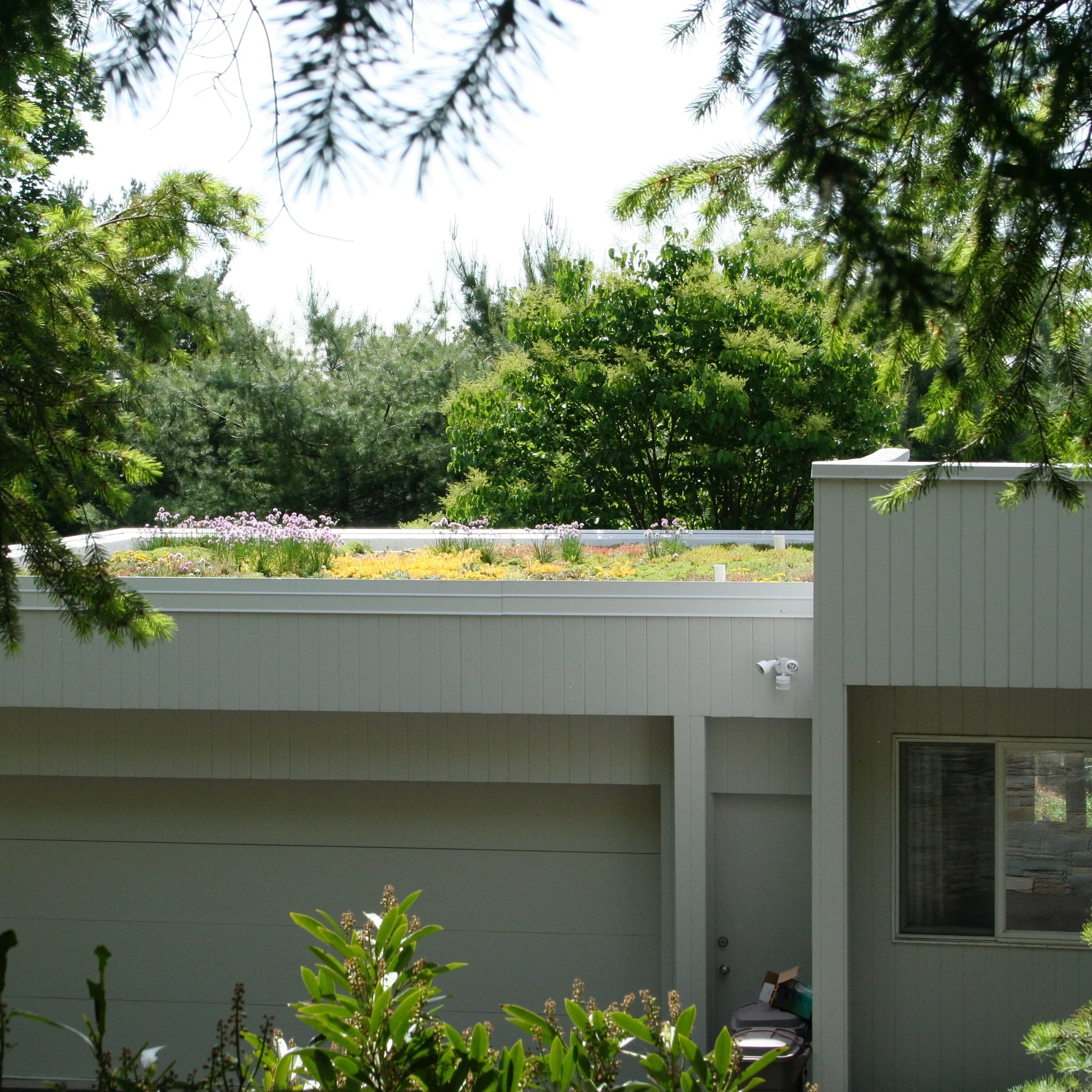 On a Montclair home visible from the road, this extensive Green Roof is keeping a flat black roof at least 20 degrees cooler in summer, lowering the homeowner’s air conditioning costs in summer and providing a extraordinary, lively view where once was black tar.