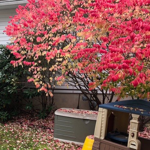A Euonymous alatus (Burning Bush)- Exotic Invasives & Deer - How They Are Changing Ecosystems In New Jersey