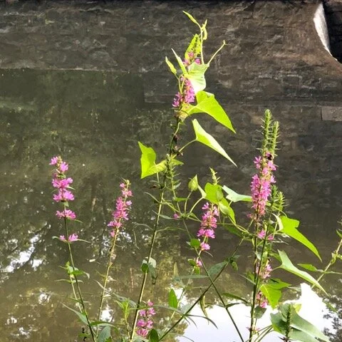 The Purple Loosestrife - Exotic Invasives & Deer - How They Are Changing Ecosystems In New Jersey