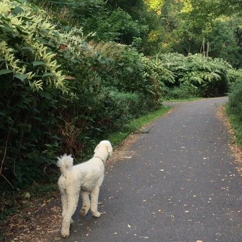 Exotic Invasives & Deer - How They Are Changing Ecosystems In New Jersey - Walking My Dog In The Small Woods Near My Home