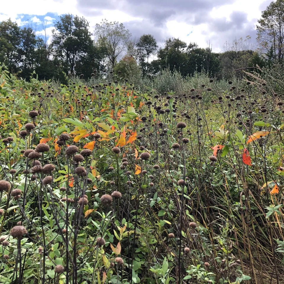 Suburban Ecology - How To Make A Difference With Your Own Yard