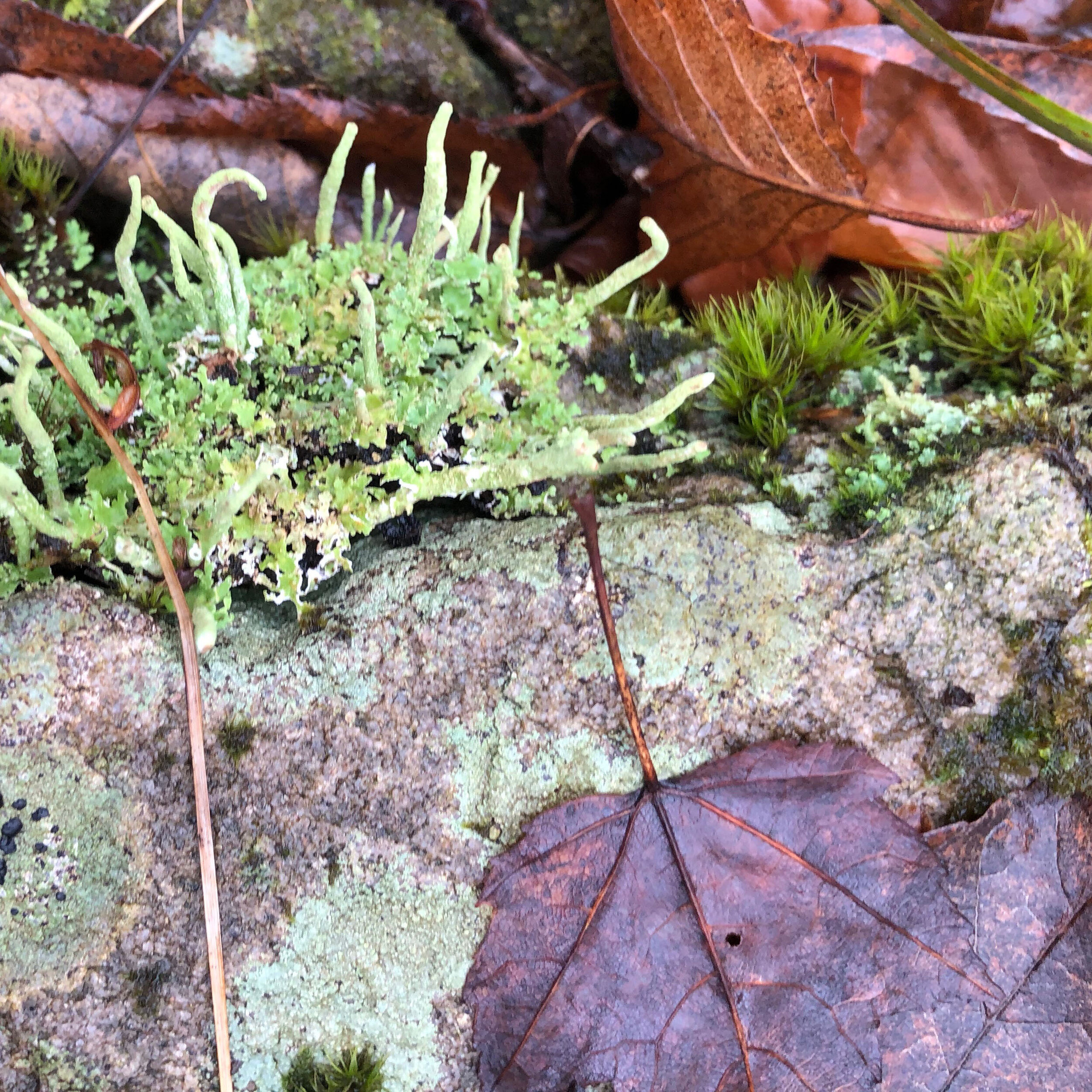 Moss Found In The Catskills