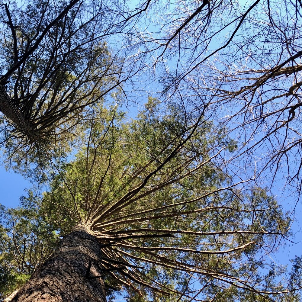 Trail Maintenance In The Catskills - Beautiful Trees