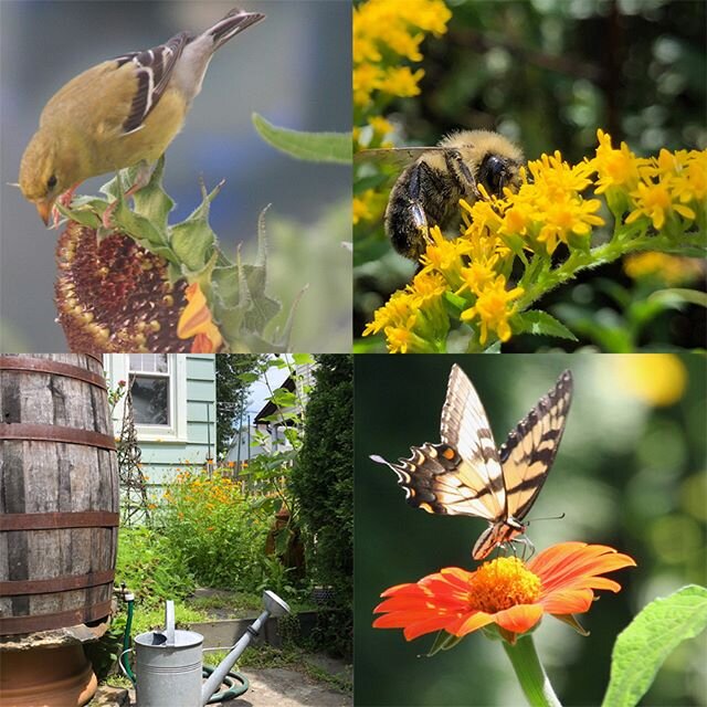 Happy New Year! I have some resolution ideas for you to make our planet healthier! ⁣
⁣⁣
⁣Compost, Conserve Water, Build a Bat House and more.  Check out my blogpost in the link in my bio.⁣
⁣⁣
⁣#SustainableLandscapeDesign⁣
⁣#EcoLandscape⁣
⁣#landscapec