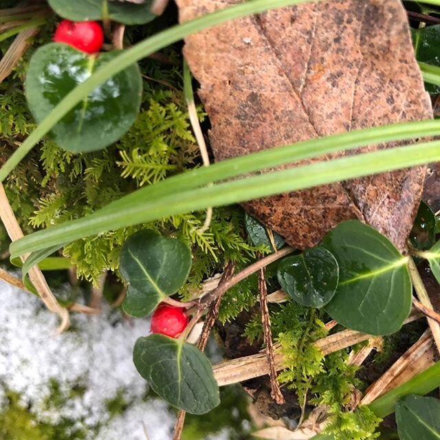 I&rsquo;ll take any green I can get this time of year. These are optimists! 
Wintergreen
Crested Wood Fern
Rock Cap Moss
Turkey Tail Mushroom

#SuburbanEcology
#catskillslandscaping
#GreenInfrastructure
#CaptureTheRain
#RainGarden
#Bioswale
#landscap