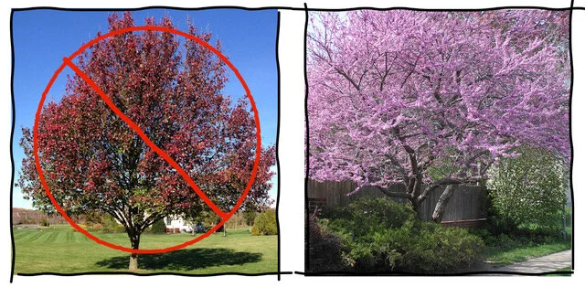 Suburban Ecology: Exotic Invasives & Our Changing Ecosystems