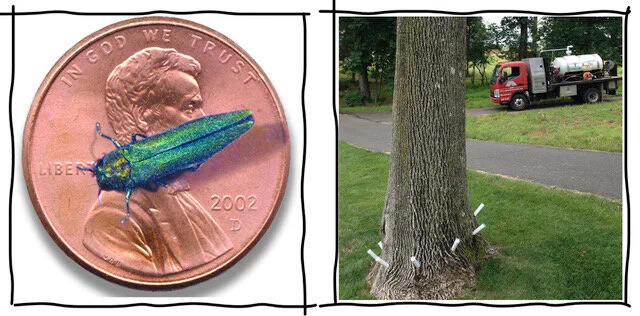 Suburban Ecology: Should You Cut Down Your Ash Trees?