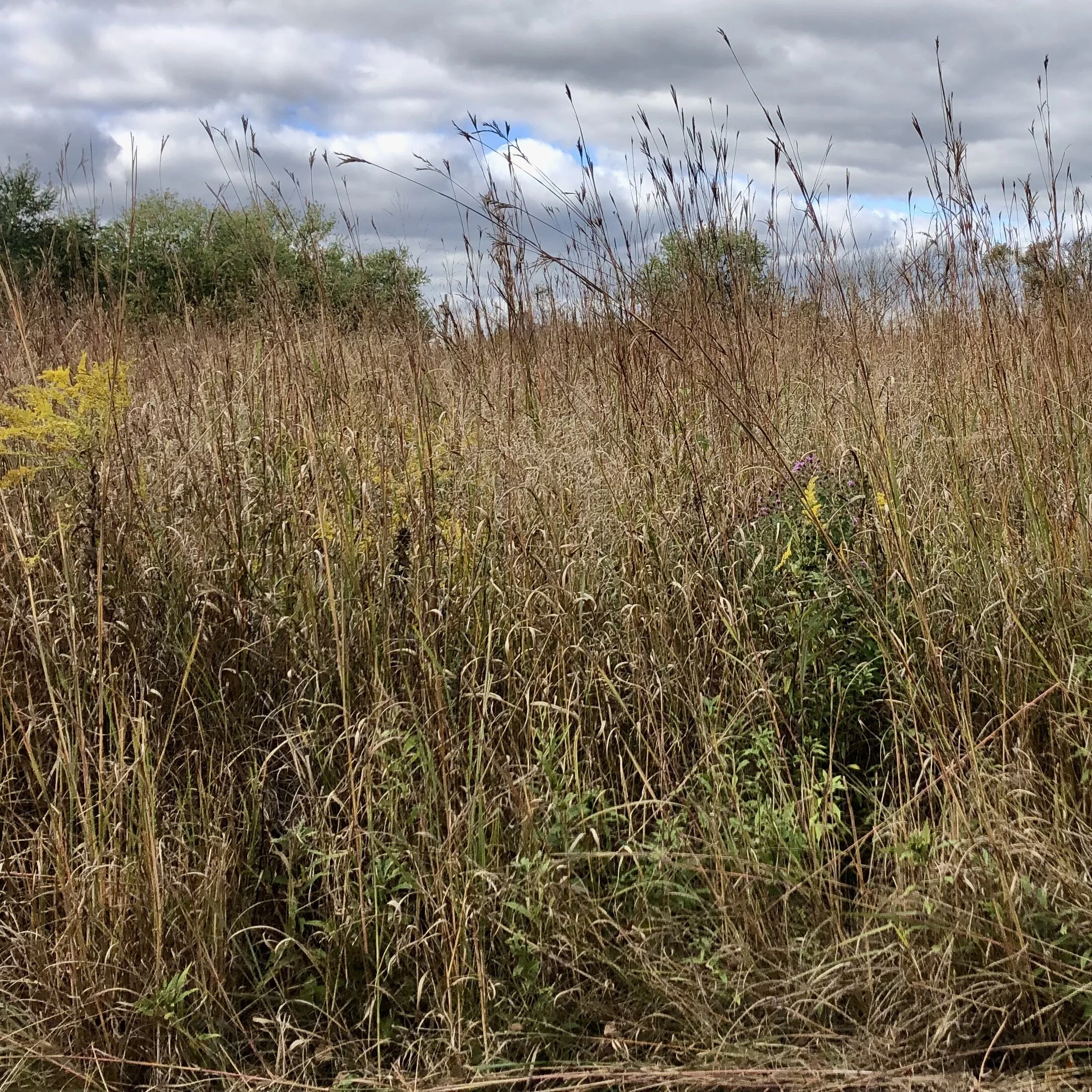 Suburban Ecology: Fall Clean-Up