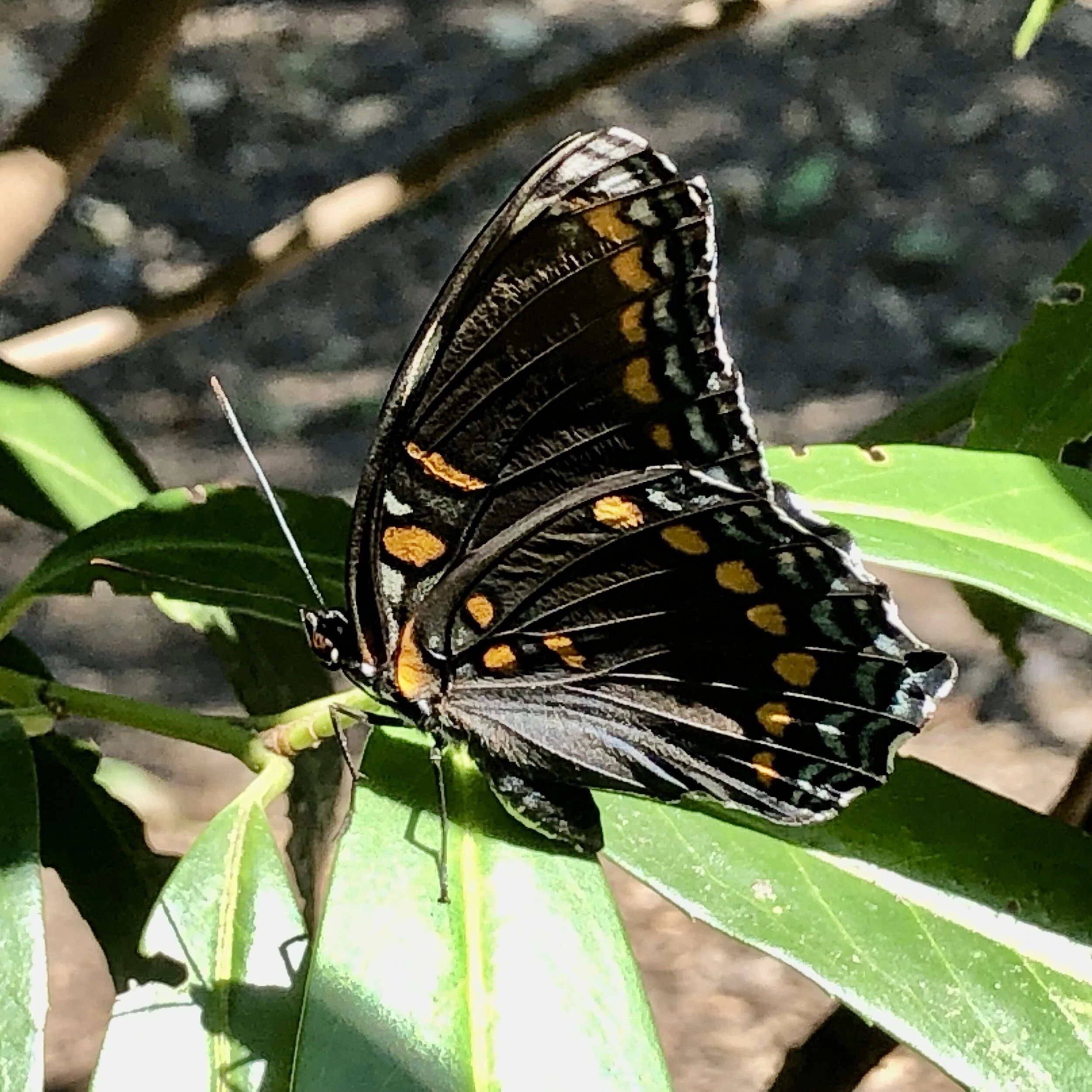 Suburban Ecology: Create a Butterfly Habitat in Your Yard this Summer