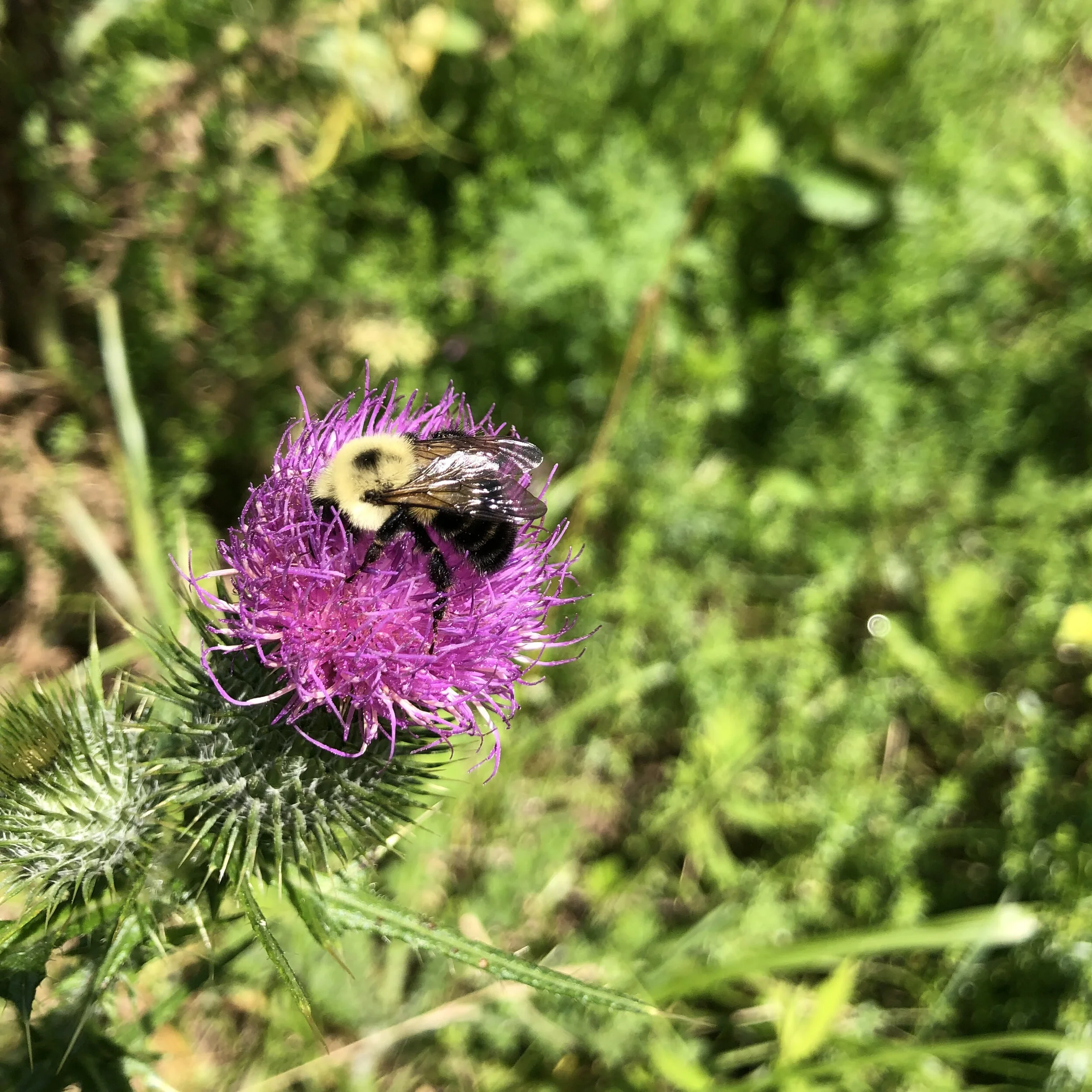 Suburban Ecology: Why Native Plants are Important