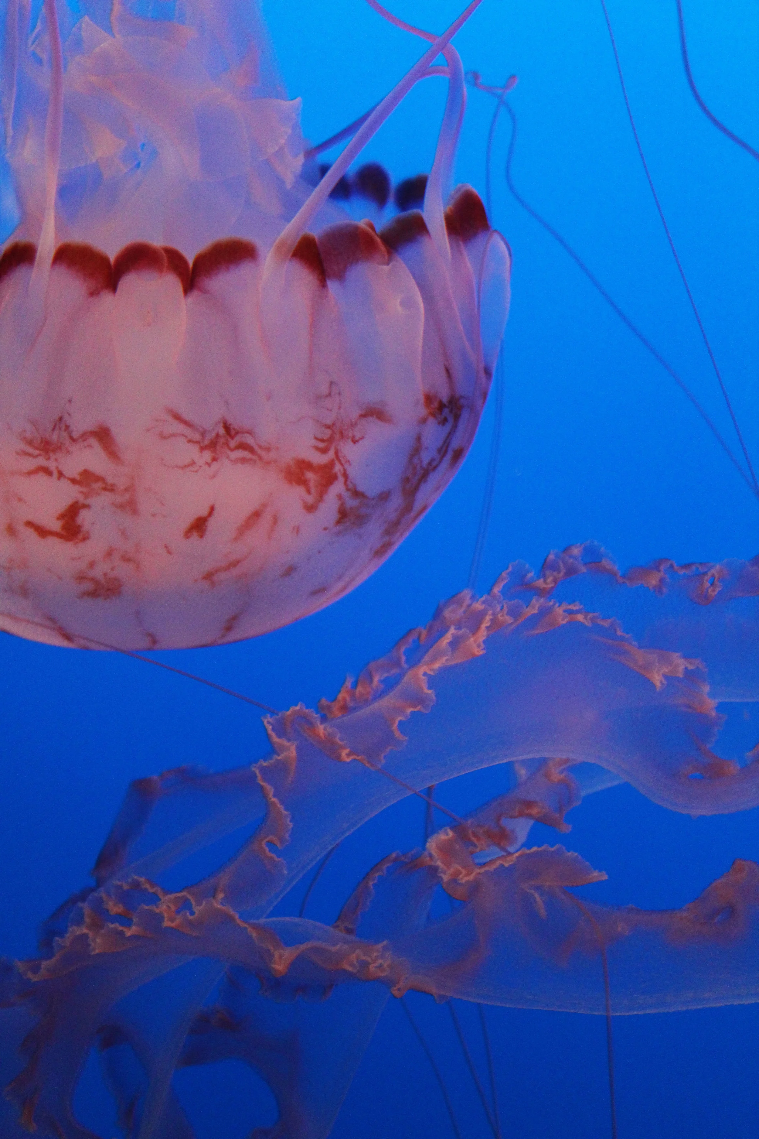 Pink Jelly.jpg