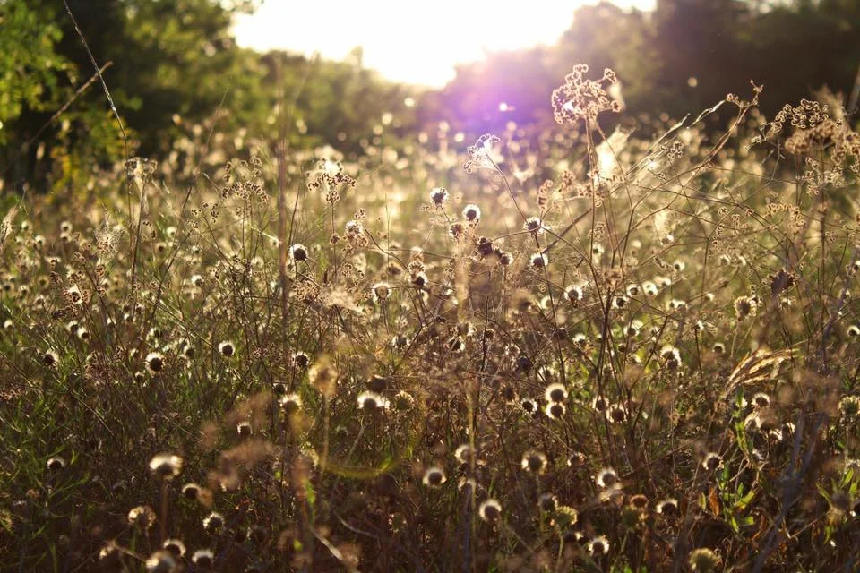 field.jpg