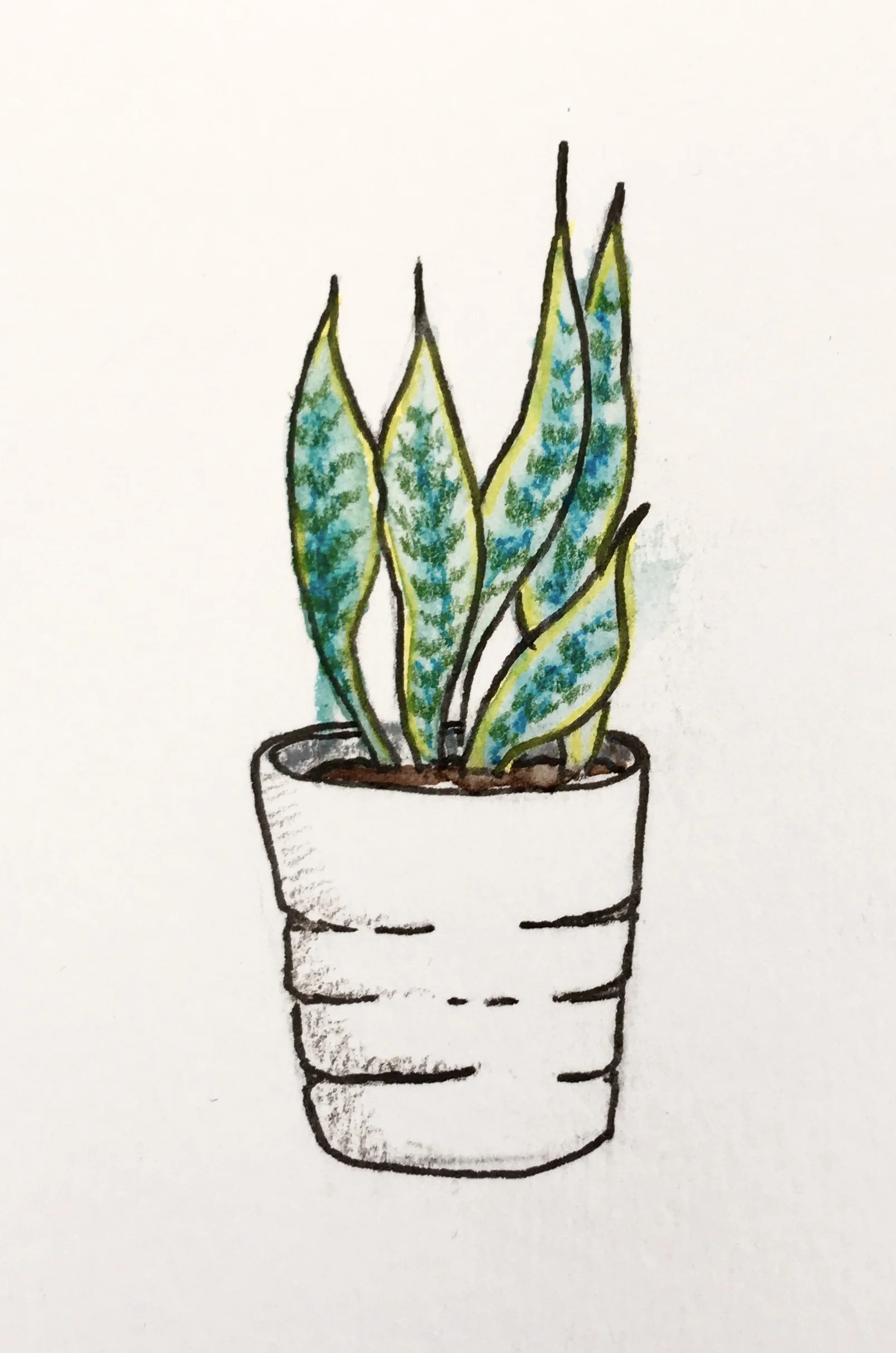 Snake Plant Drawing : Snake Plant Drawing By Bong Perez : How to draw