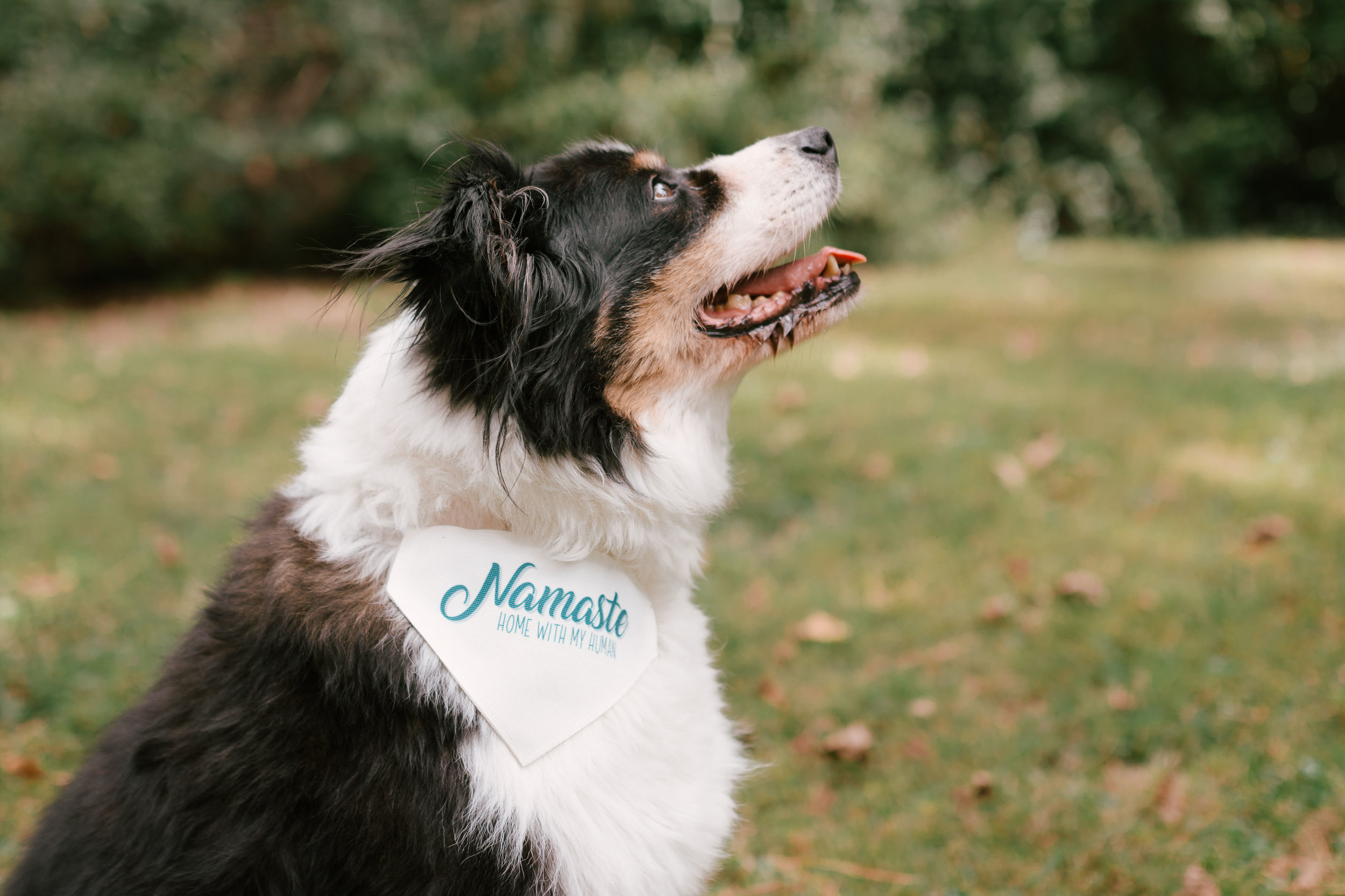 BrittDog(18of25).jpg