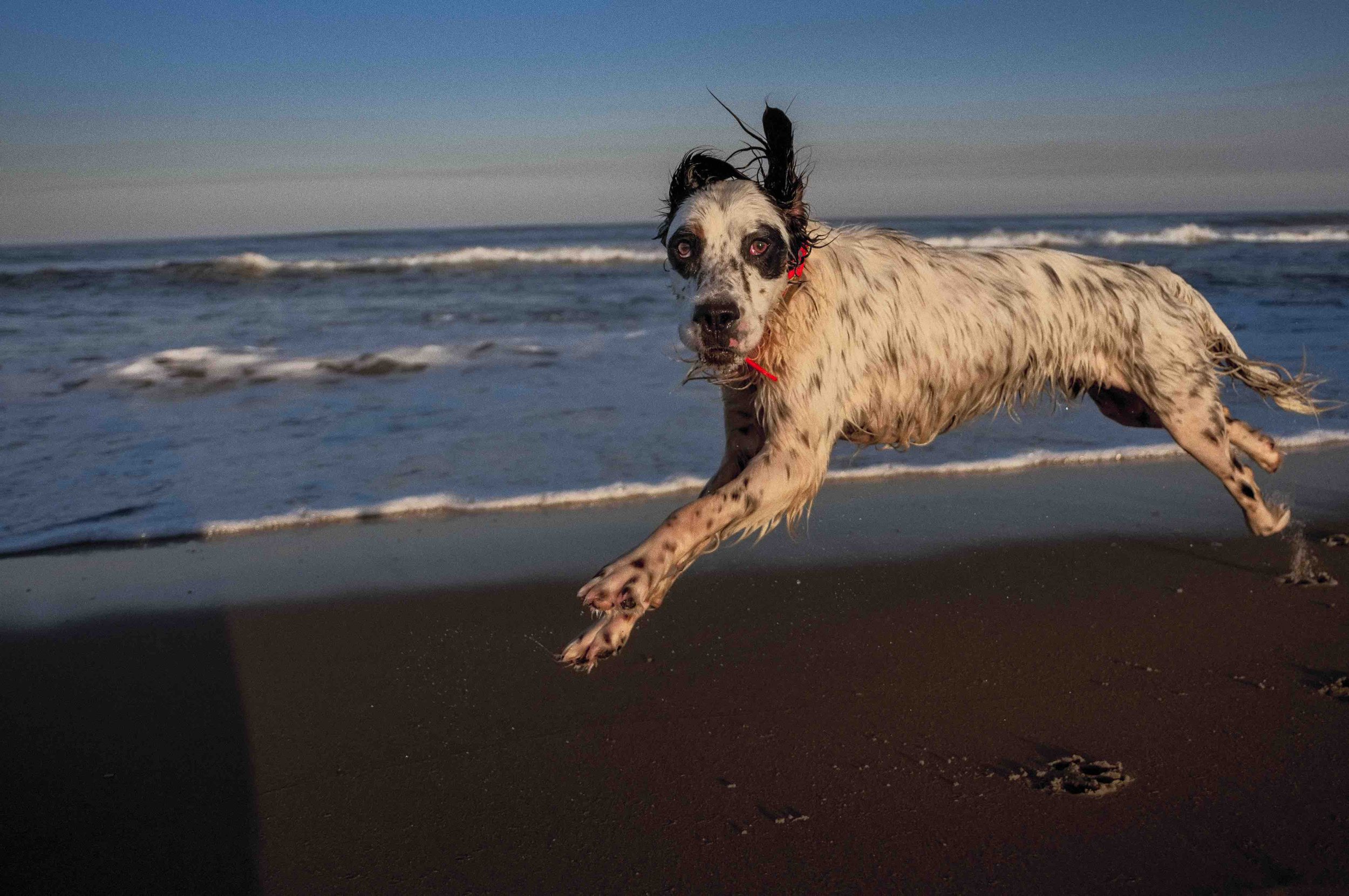 Beach Dog.jpg