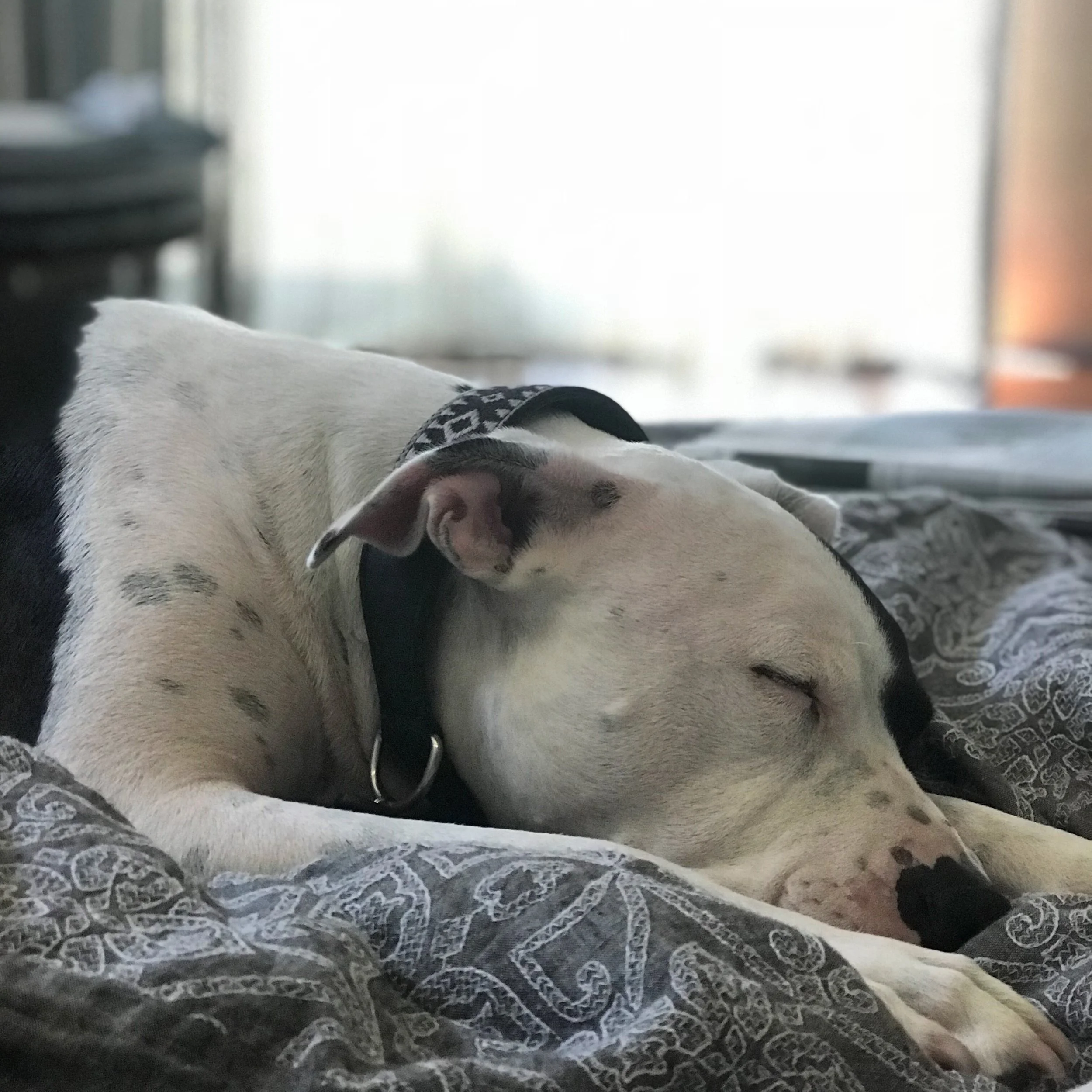 Self-care Sunday: Taking a cue from Auggie 🐶 