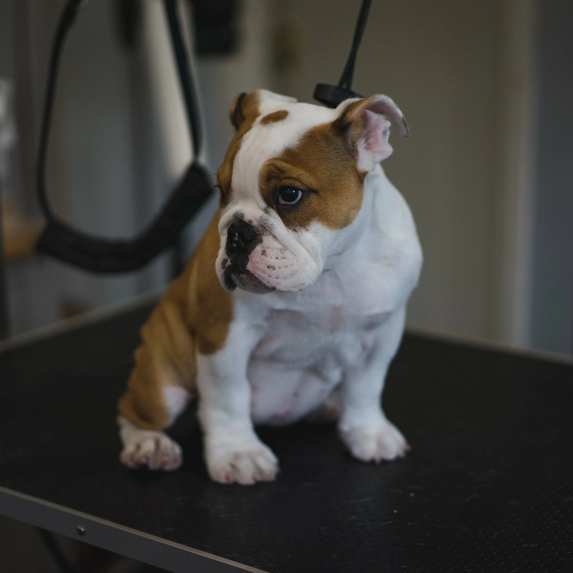 duchess the puppy.jpg