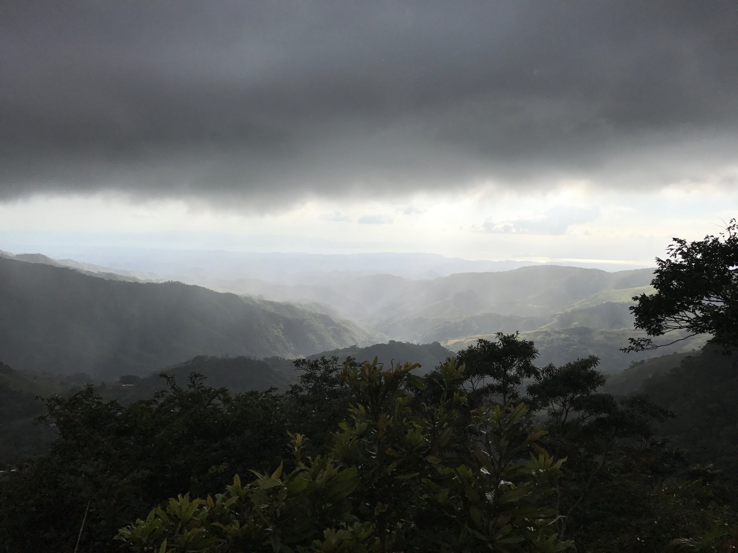 Cafe Monteverde, grown in harmony with the cloudforest