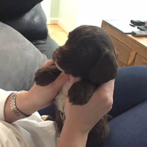 Derek the Dog