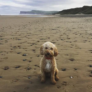 Dougal the Dog