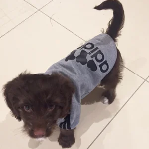 Derek the Dog