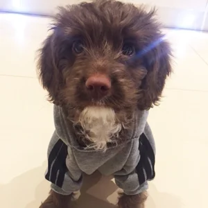 Derek the Dog