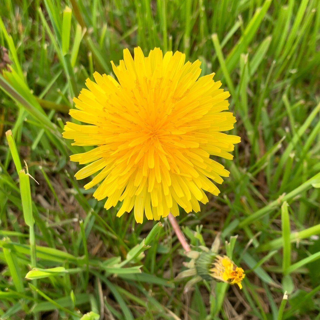 Oh dandelions I love you so. Your little yellow heads popping up in the green grass. The busy buzzing bumble bees getting their first taste of spring. I have to soak you all in. ​​​​​​​​
​​​​​​​​
#spring #warmerdaysarecoming #nature