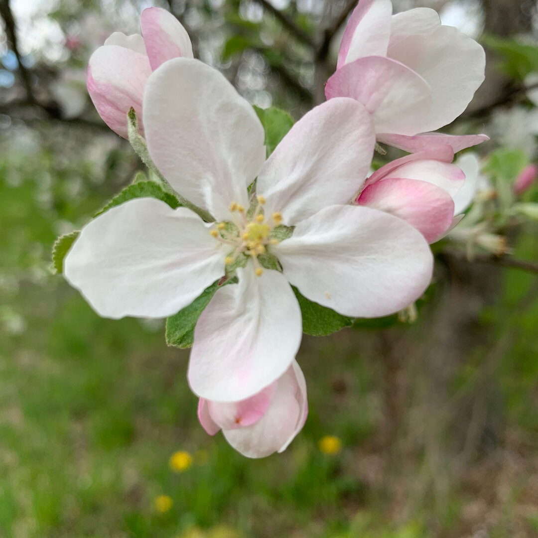 It&rsquo;s apple blossom time!!! Can&rsquo;t wait till these beauties are apples and I can pick them and eat them up! ​​​​​​​​
​​​​​​​​
#appleblossoms #springinnh #apples #ilovenature