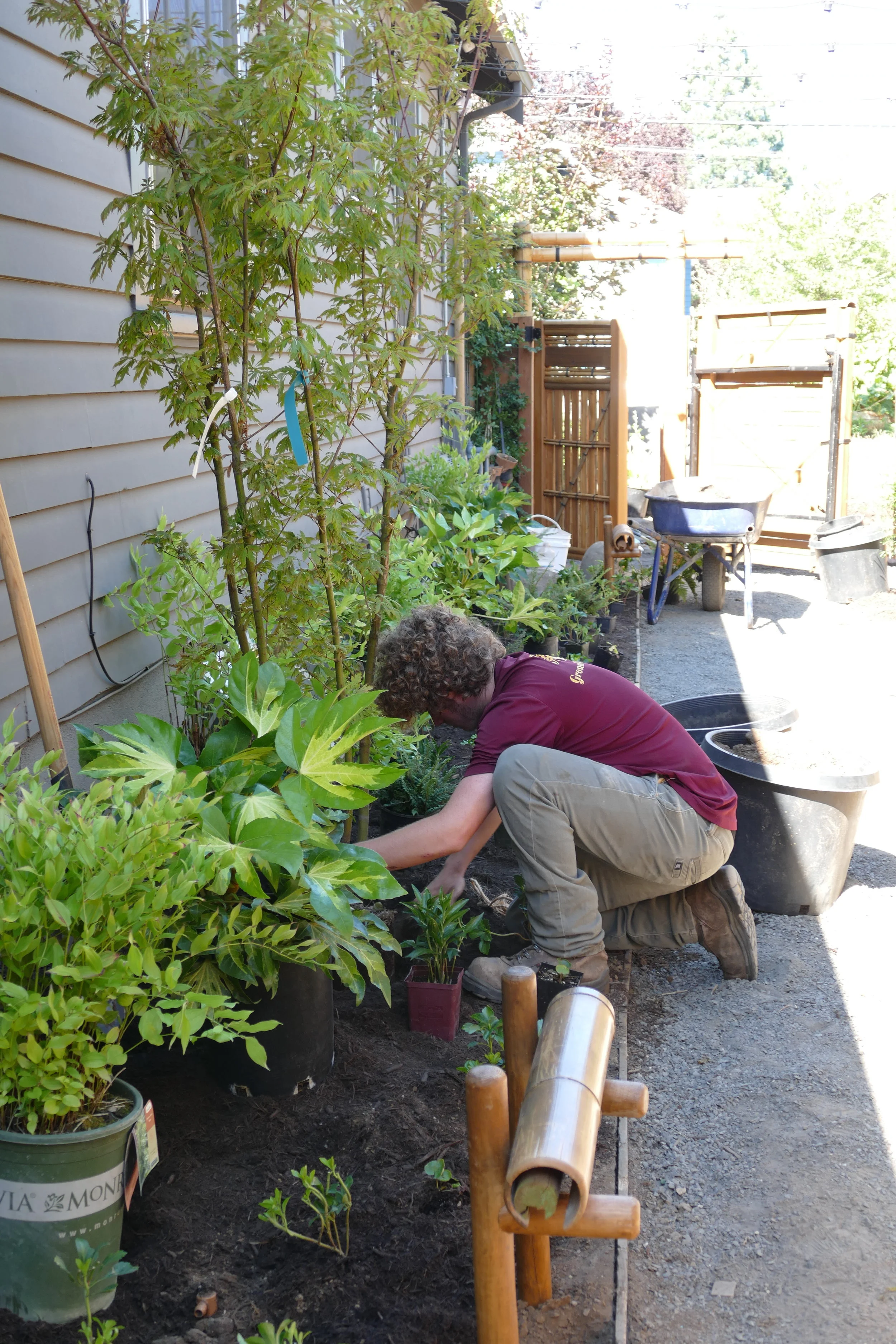 With the front walkway being heavily shaded on the South and in full sun on the North, plantings had to be chosen to thrive in these intense microclimates while also visually working together.