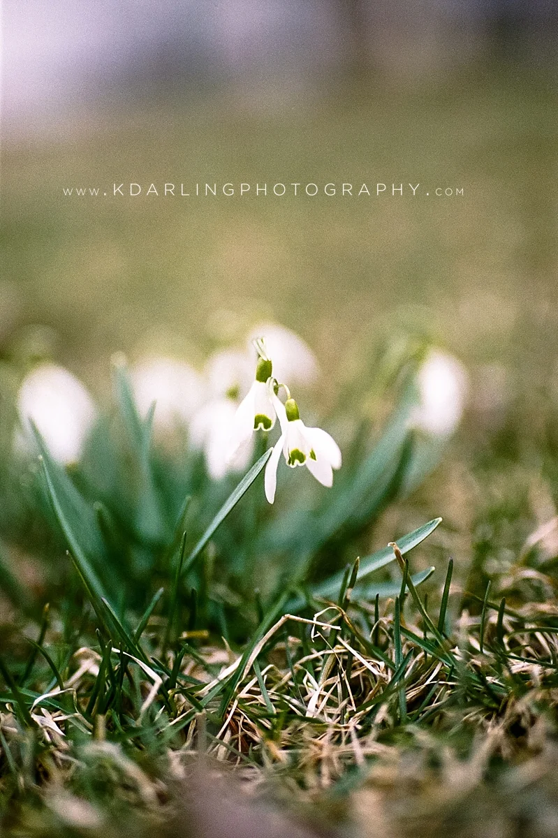 newborn-child-family-champaign-central-il-film-photographer