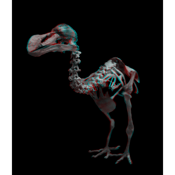 DodoBird-3D.jpg