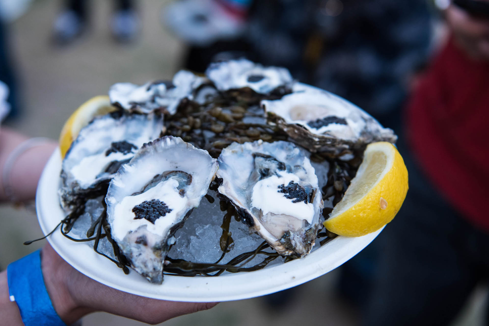 Oysters from Mess Hall