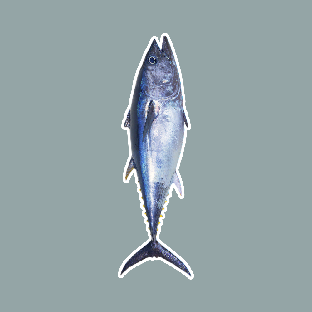 Baller_Tuna.png