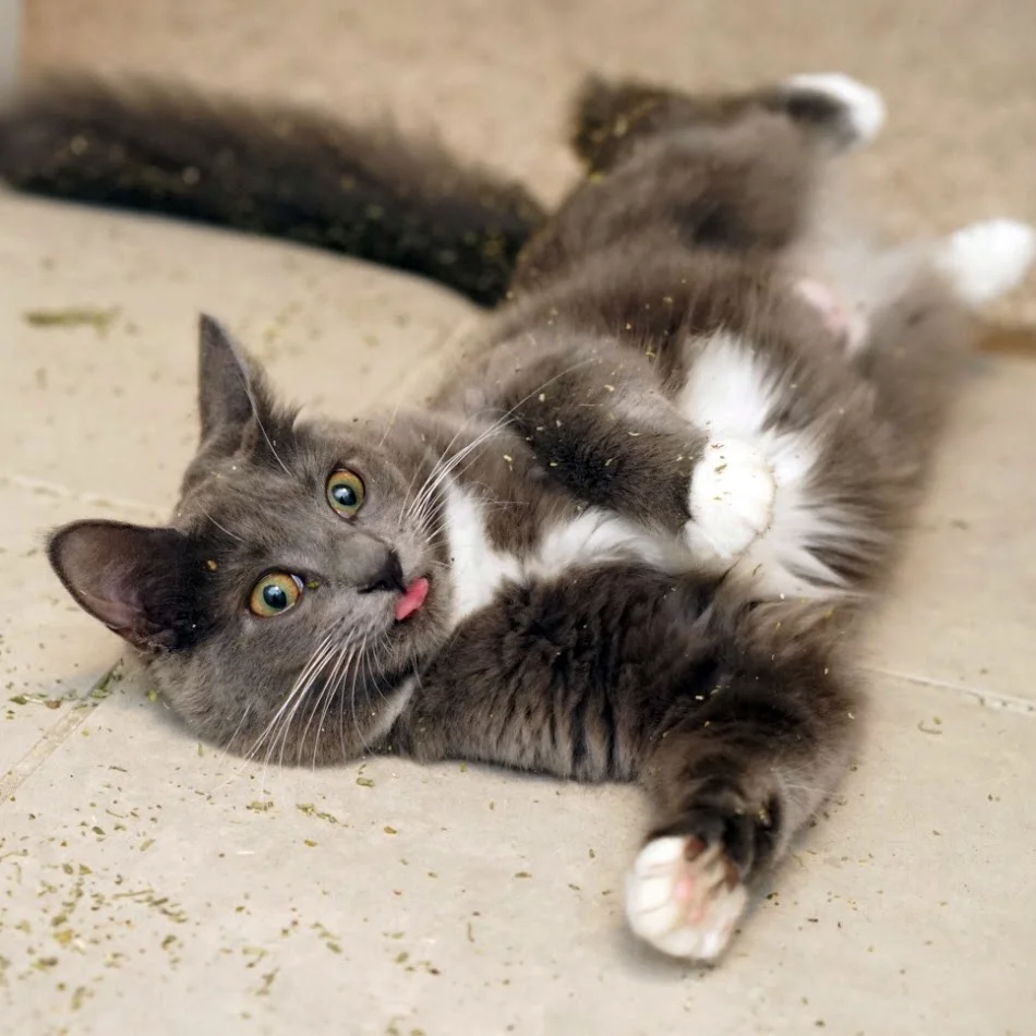  Poutine trying catnip for the first time.