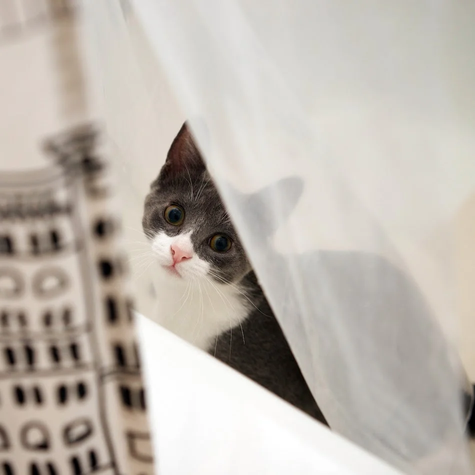 Other times, she sits in between our shower curtains and jumps out at us when we're peeing.