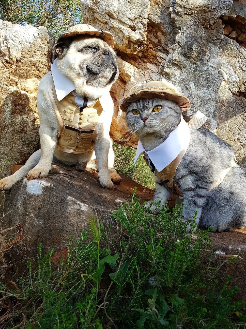 Are Pugs Good With Cats