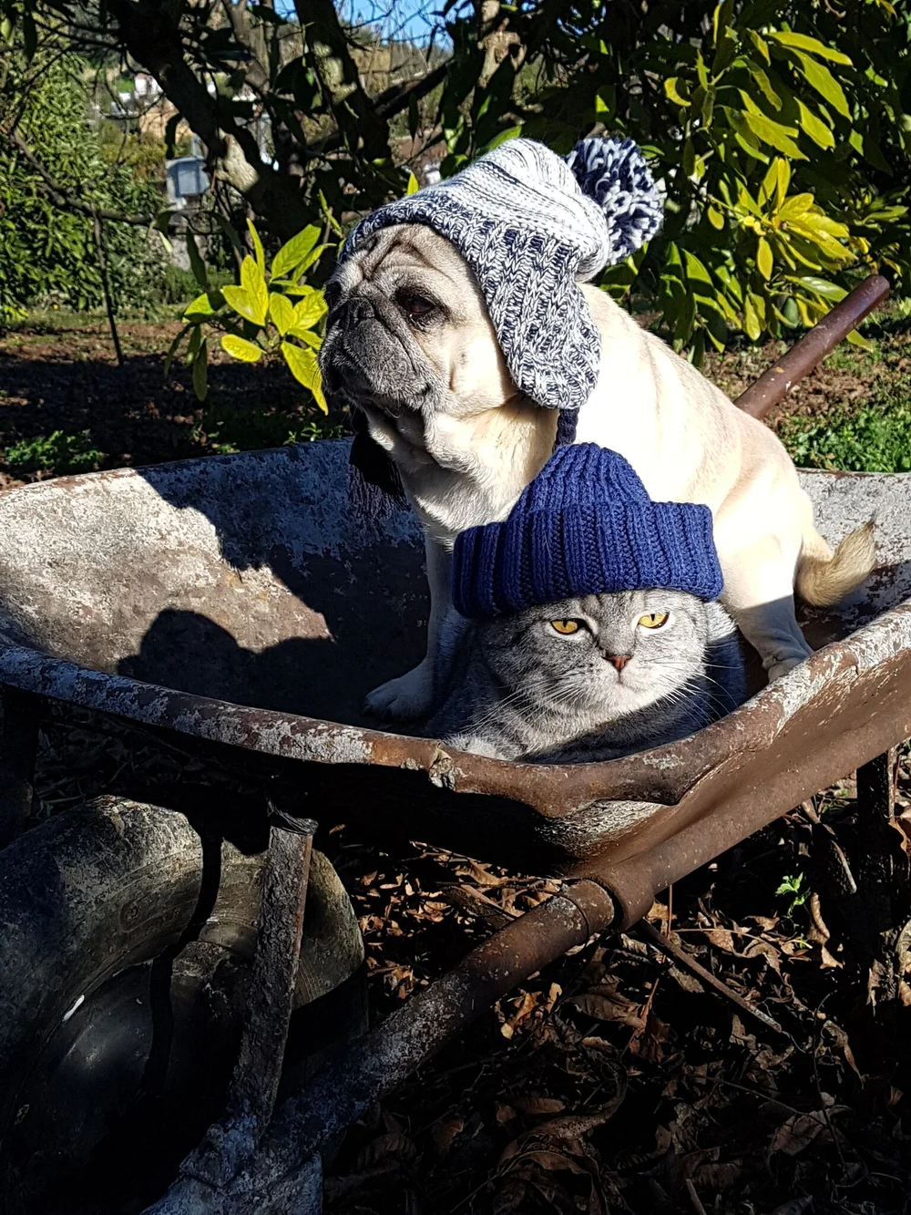 Are Pugs Good With Cats