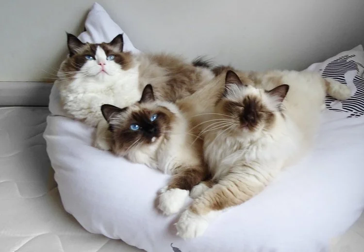Lola, Nina + Olan