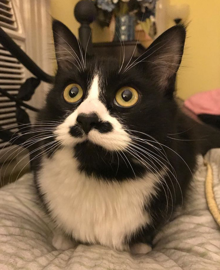 Sacha
