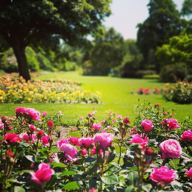 The International Rosarium in Scheveningen, part of Westbroekpark,(The Hague)is well known and hosts over 25000 roses in the summer, on well over 300 rose beds. Enjoy lunch after, at one of the great lunch rooms the #Westbroekpark has to offer. #rose