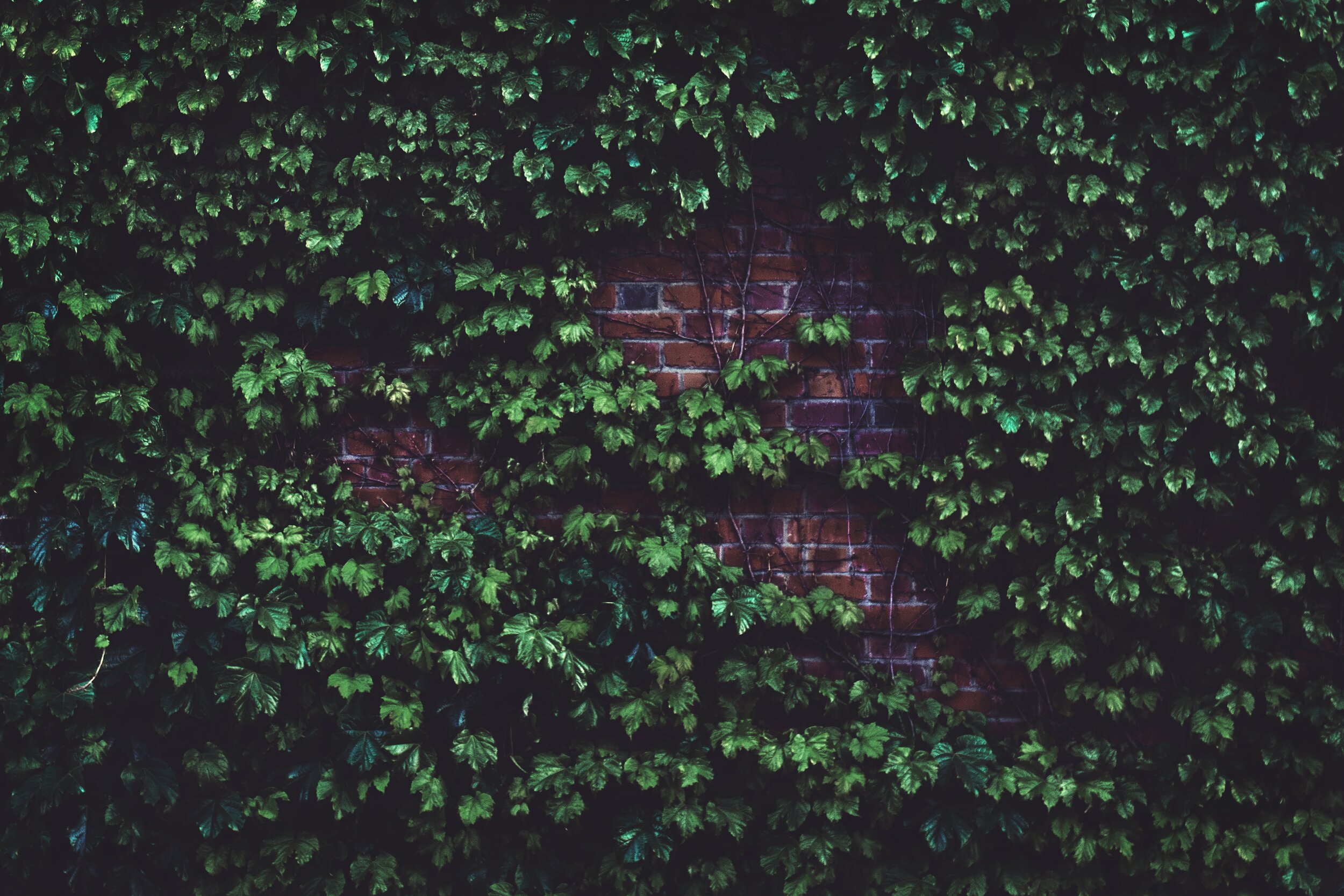 brick-wall-color-foliage-1171719.jpg